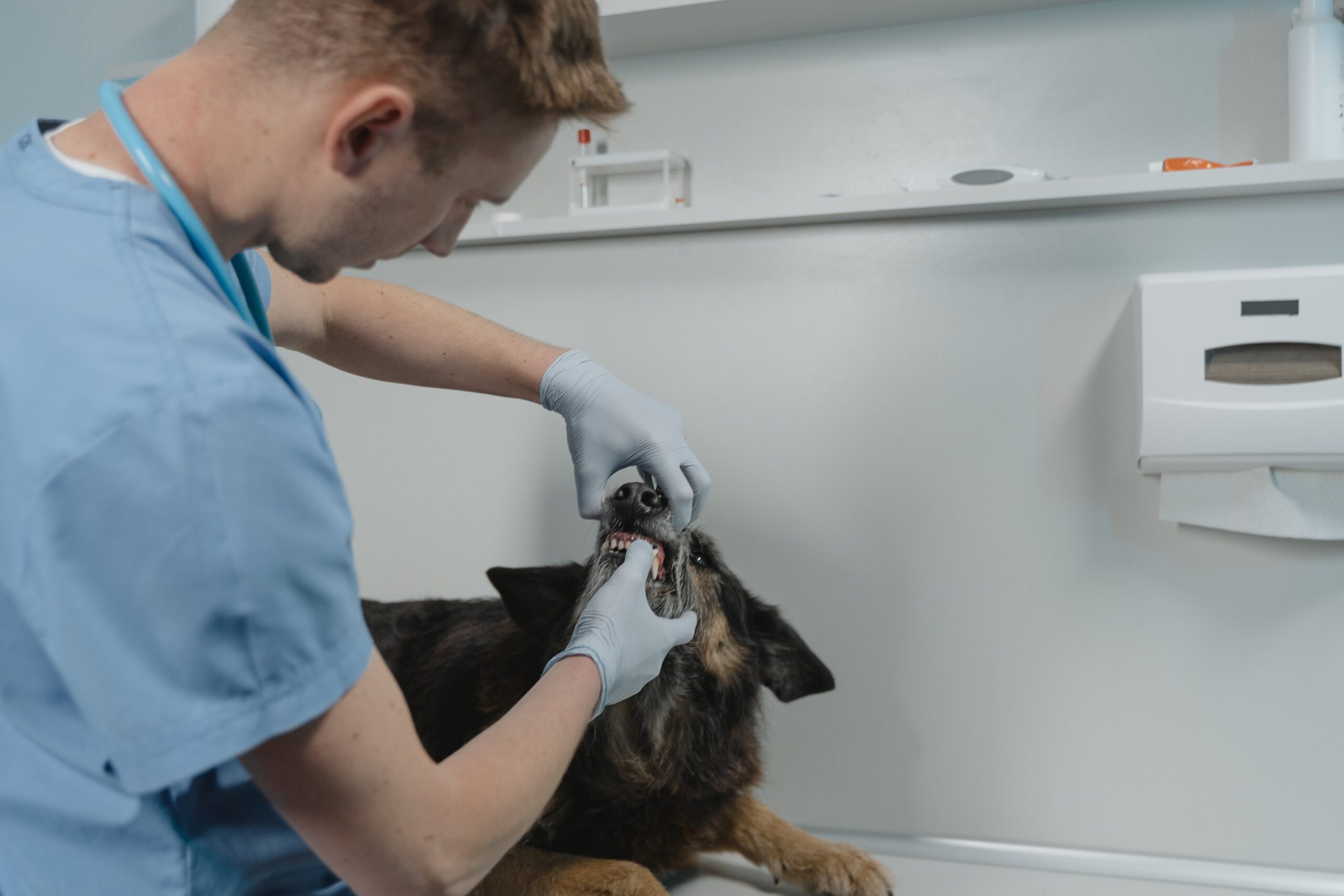 higiena jamy ustnej u psów i kotów